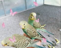 -萌宠亲子动物乐园(槐房万达店)