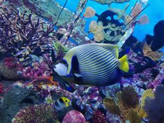 -暹罗海洋世界