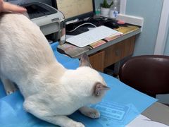 -纳吉亚猫专科动物诊疗中心(蒋宅口分院)