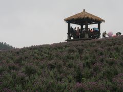 -大塘金香草谷