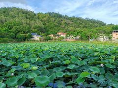 -良溪古村