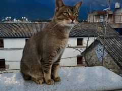 -喵屿·大理花园猫咖