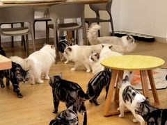 -有喵·猫咖·狗咖·30几只猫10只小狗(岗厦店)