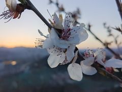-红光山