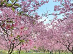 -天适樱花悠乐园