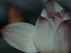 -莫愁湖公园