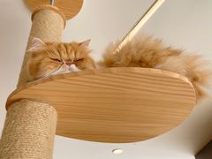 -CAT’S MEWSTAR CAFE·喵星球猫屋(晴湾咖啡店)