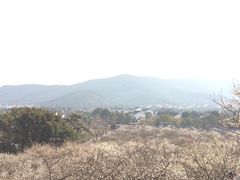 -香雪海