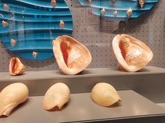 -贝林大翅鲸简餐厅(国家海洋博物馆店)