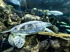 -上海海洋水族馆