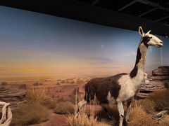 -陕西自然博物馆