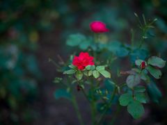 -白塘生态植物园