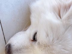 -怪兽屋·羊驼·猫咖·狗咖(俊华广场店)