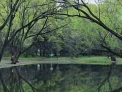 -上海共青森林公园