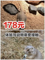 -七巧国萌宠乐园(龙湖天街店)