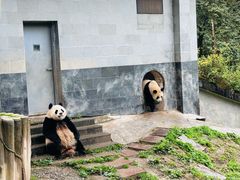 -中国大熊猫保护研究中心雅安碧峰峡基地