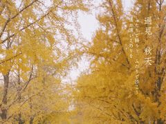 -三里屯东五街银杏大道