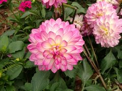 -深圳国际园林花卉博览园