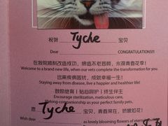 -艾贝尔宠物医院·24H转诊中心·肿瘤猫专科(江宁双龙店)