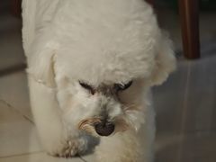 -艾贝尔宠物医院 ·内科全科(梁溪路店)