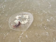 -金梦海湾浴场