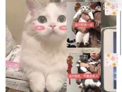 -袖虎·猫馆(体育西路店)