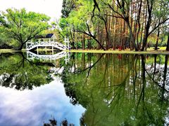 -上海共青森林公园