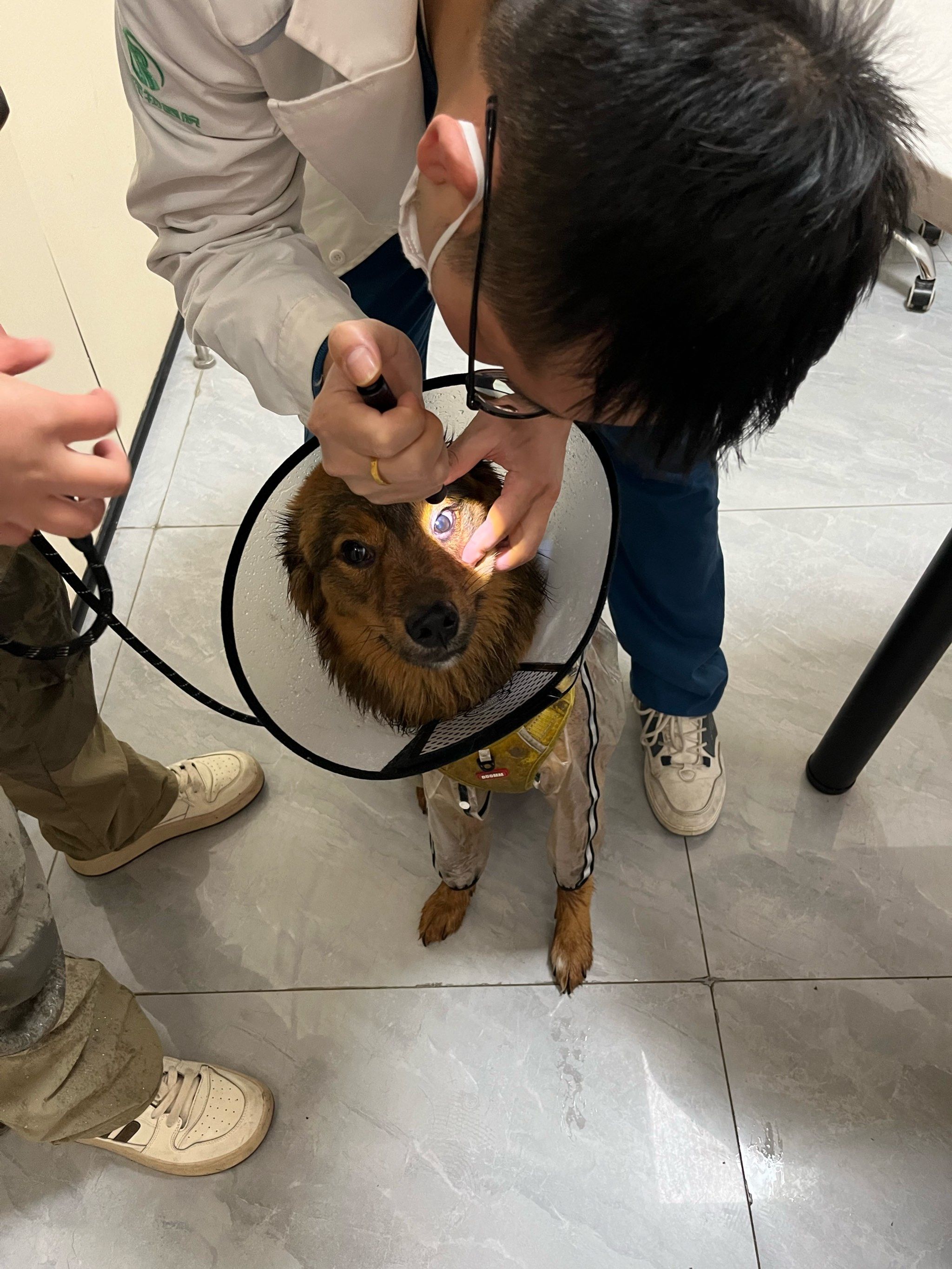 狗狗乖乖的坐着让医生检查