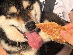 -柴犬高等学院·狗咖·柴犬售卖·宠物训练