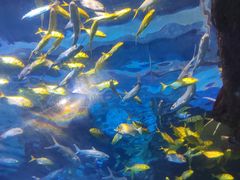 -太平洋海底世界