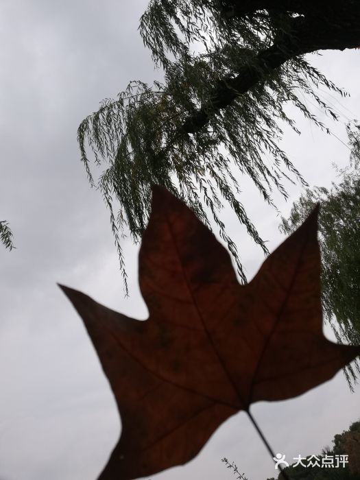 朱家角课植园图片