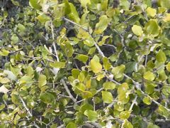 -北海金海湾红树林生态旅游区