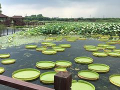 -荷塘月色湿地公园·向阳花洲