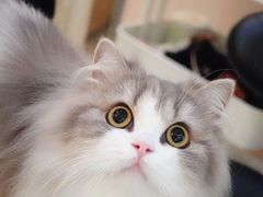-momokira米努特·德文卷毛猫·棉花面纱犬