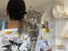 -楼上猫咖(罗湖店)