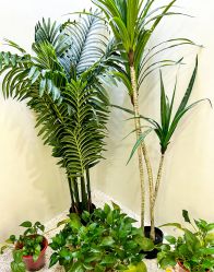 -VE专注问题肌·赛诺龙&科学美肤中心