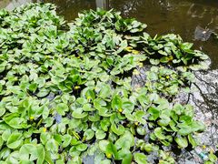 -深圳国际园林花卉博览园