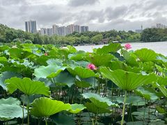 -成都南湖公园