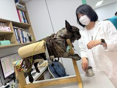 -西安京西宠物医院·瘫痪·疑难杂症