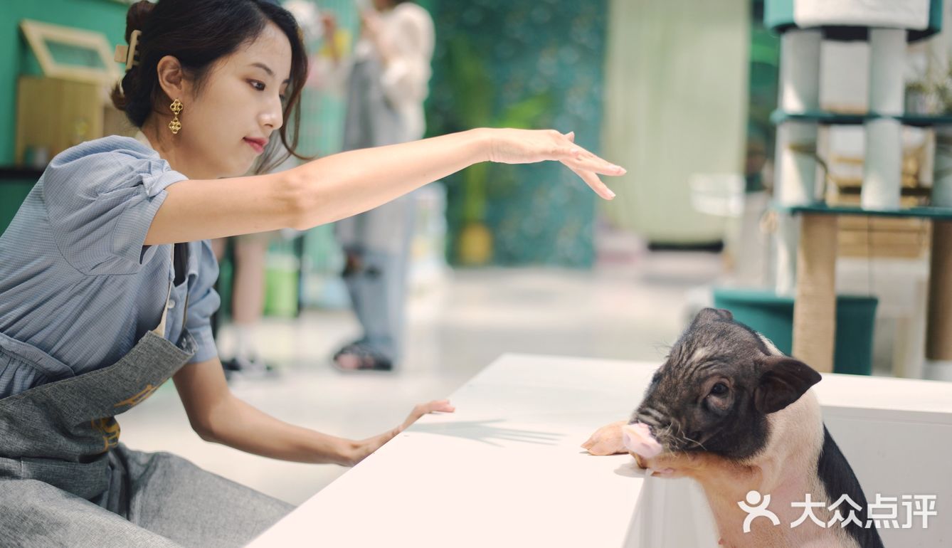 打卡萌宠馆|小香猪安哥拉兔刺猬龙猫撸个够🐷