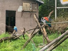 -合肥野生动物园