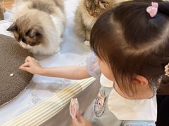 -COLOR PETS 撸猫馆·购猫·猫咖(长风大悦城店)