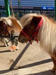 -萌宠亲子动物乐园(槐房万达店)