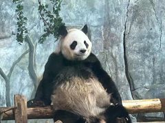 -深圳野生动物园