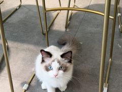 -飞行喵MR PILOT|猫舍·猫咖(静安大融城店)