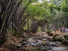 -黄埔油麻山森林公园