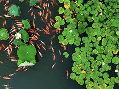 -昆山城市生态森林公园