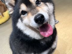 -逗柴咖啡屋·狗咖猫咖宠物桌游