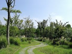 -上海长兴岛郊野公园