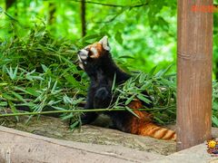 -都江堰中华大熊猫苑